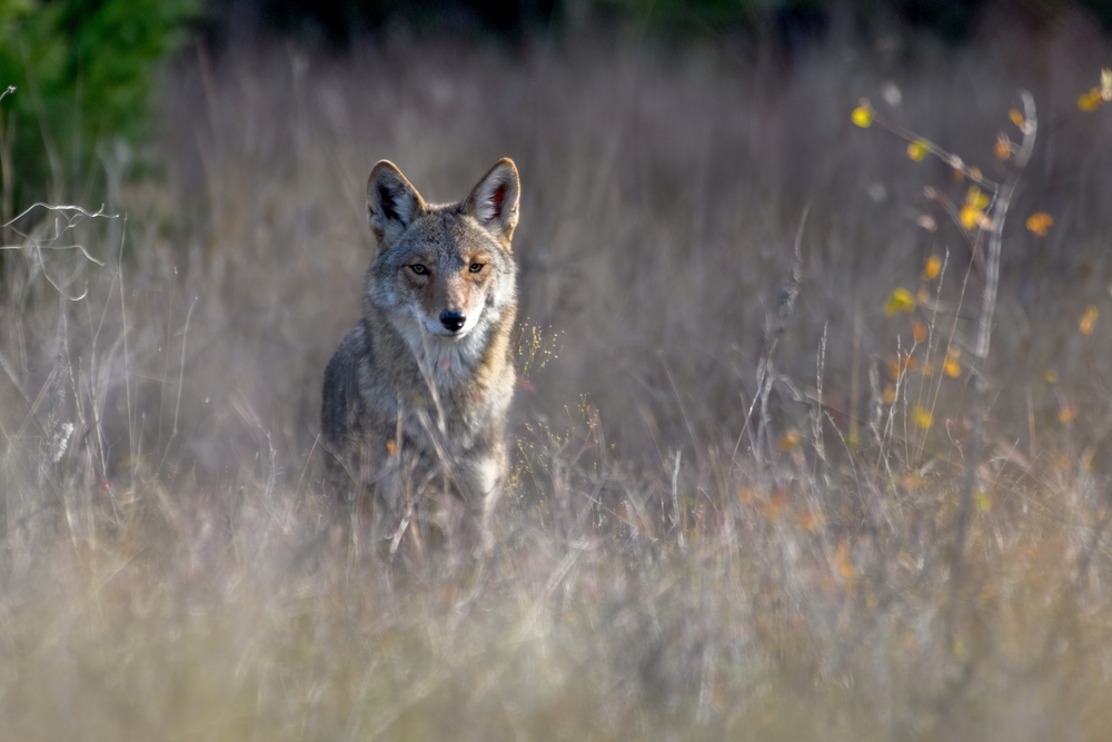 coyote in the grass